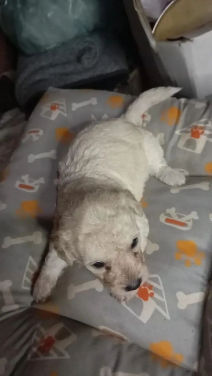 Poodle toy macho e femea - Foto 2