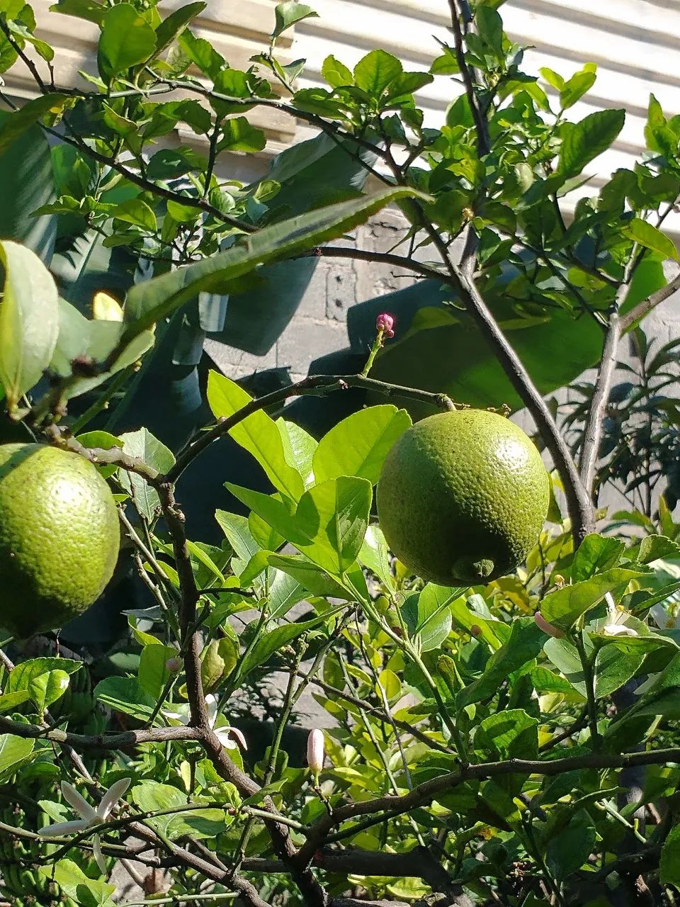 Mudas frutíferas  - Foto 6