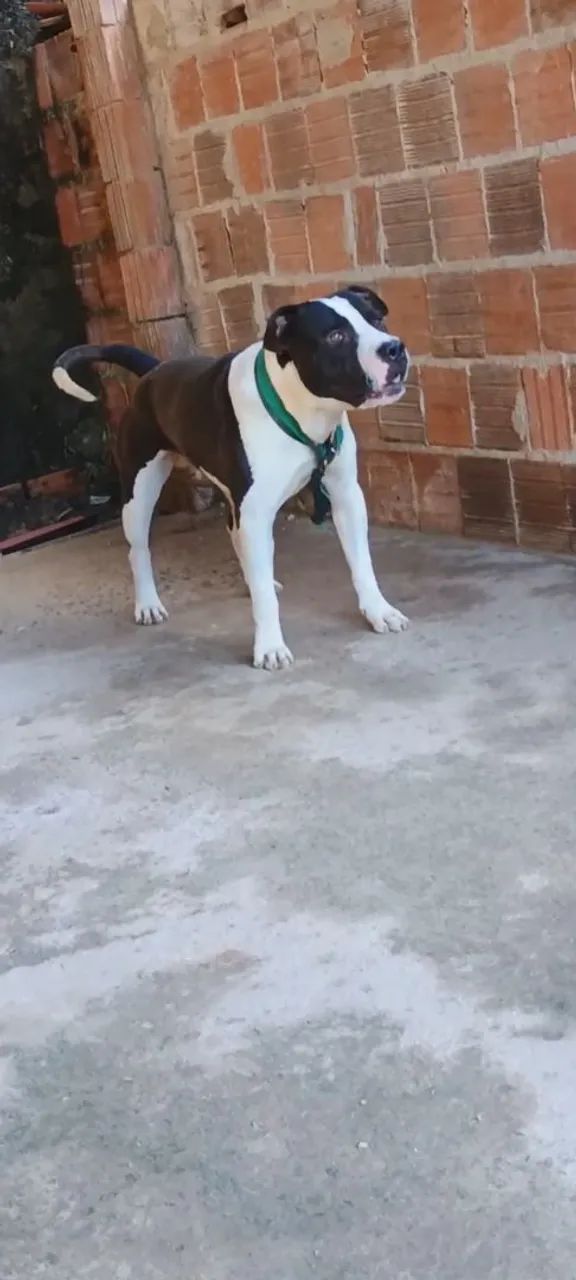 Pit Bull macho disponível.