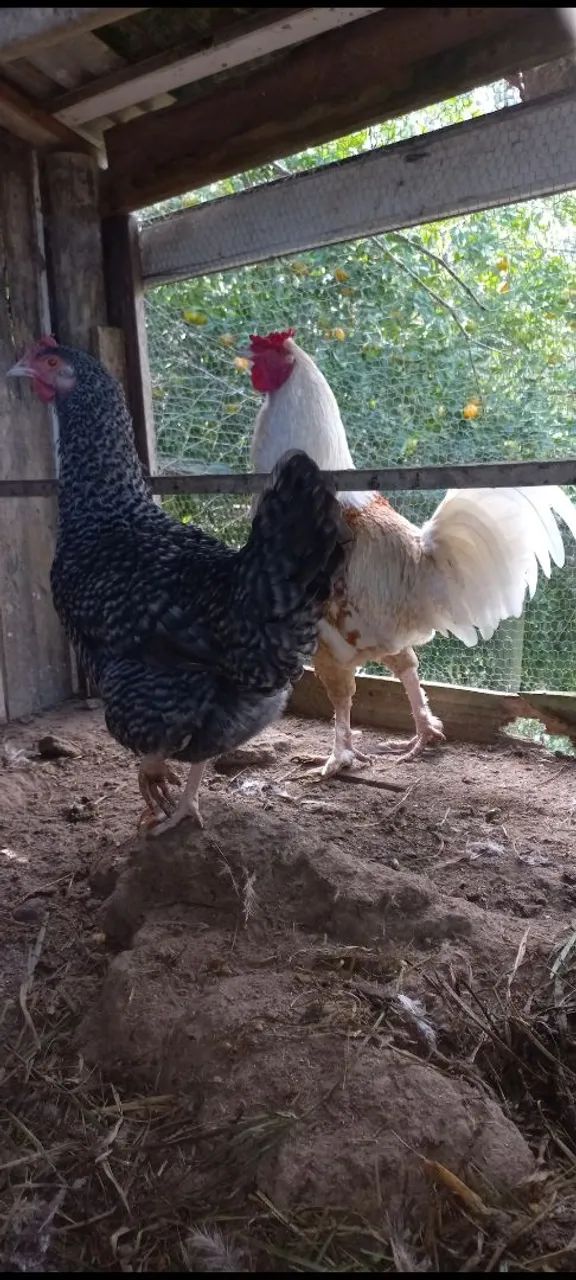 galinha e um galo  - Foto 3