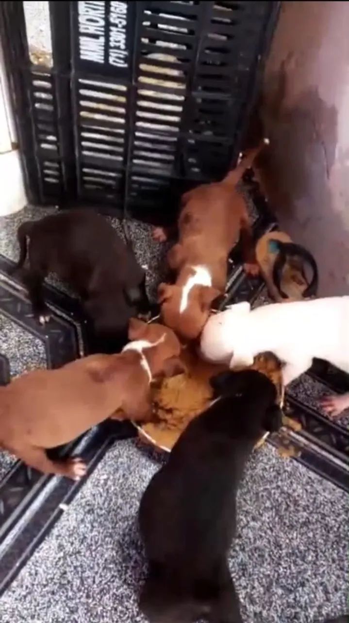 Vendo filhotes de Pit Bull 