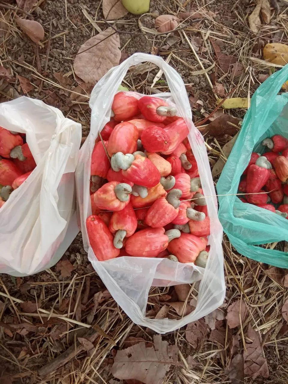 Vendo ótima chácara  - Foto 4