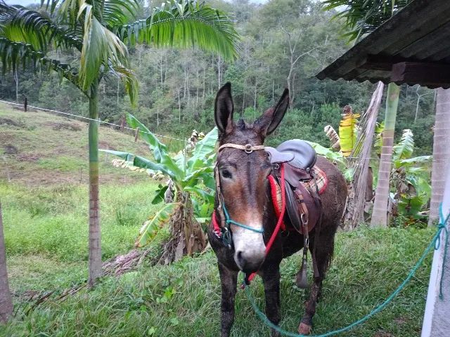 Burro muito bom de cela manço top