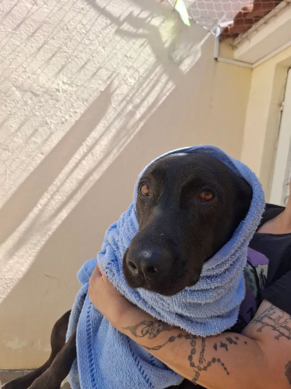 Mestiça de labrador - Foto 3