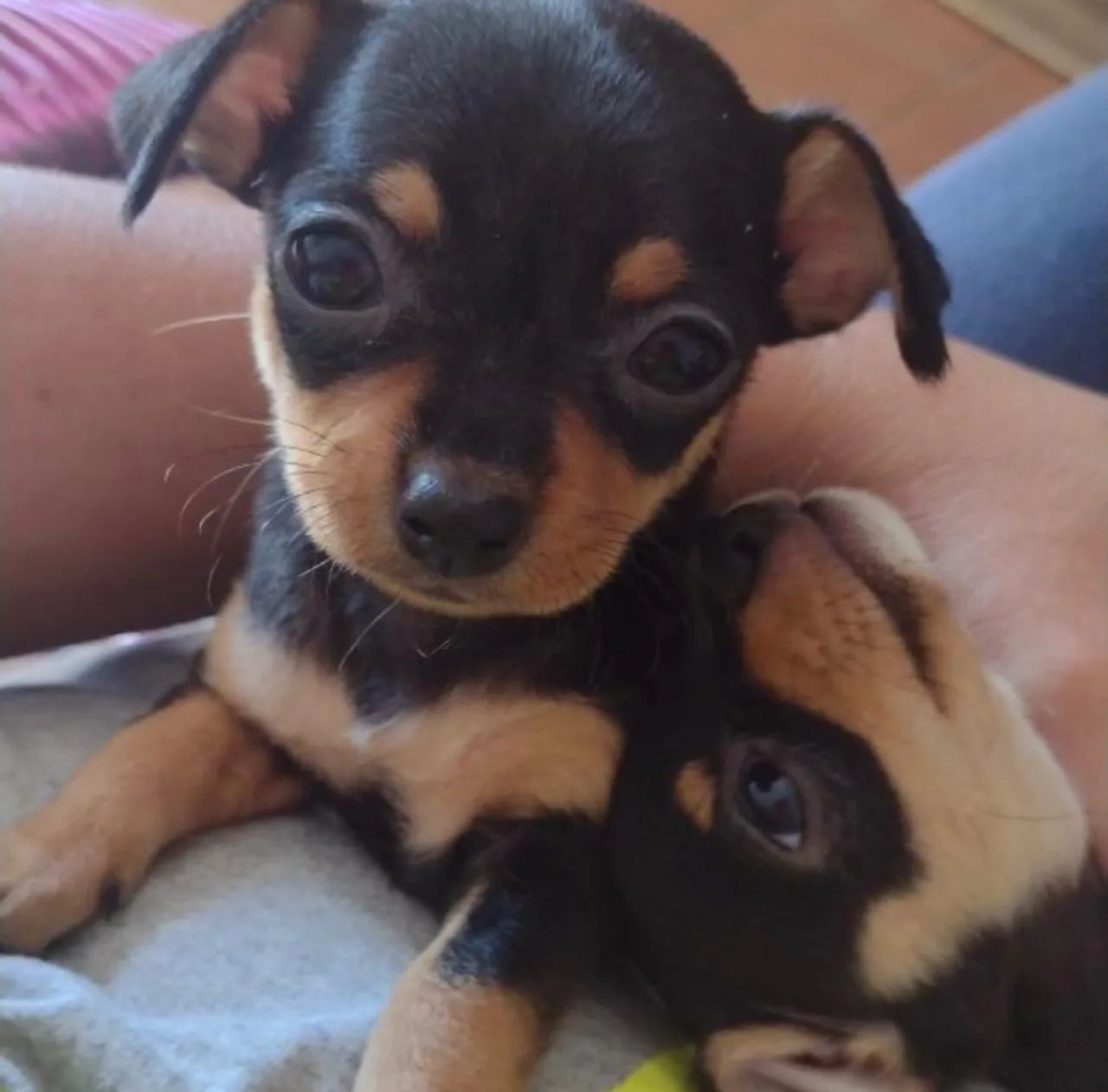 PINSCHER ZERO - Foto 5