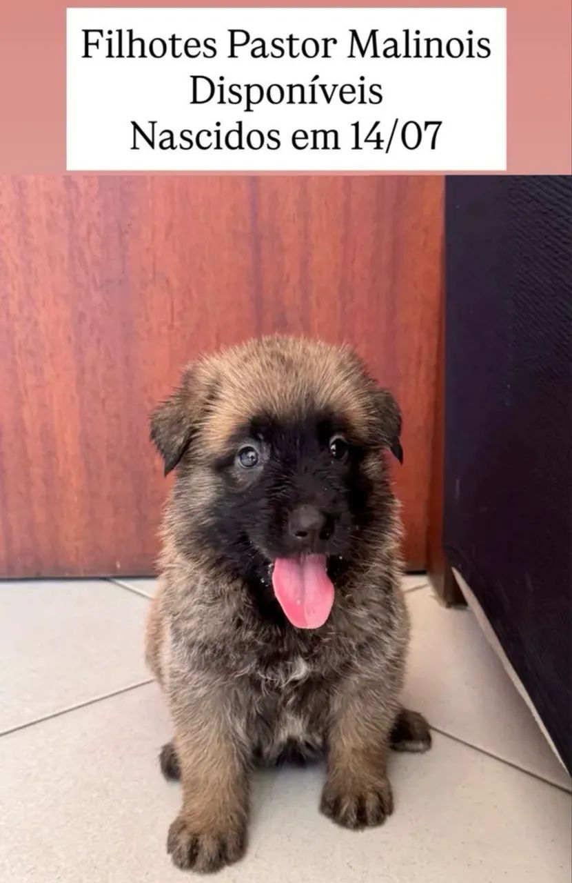 Pets - Foto 4