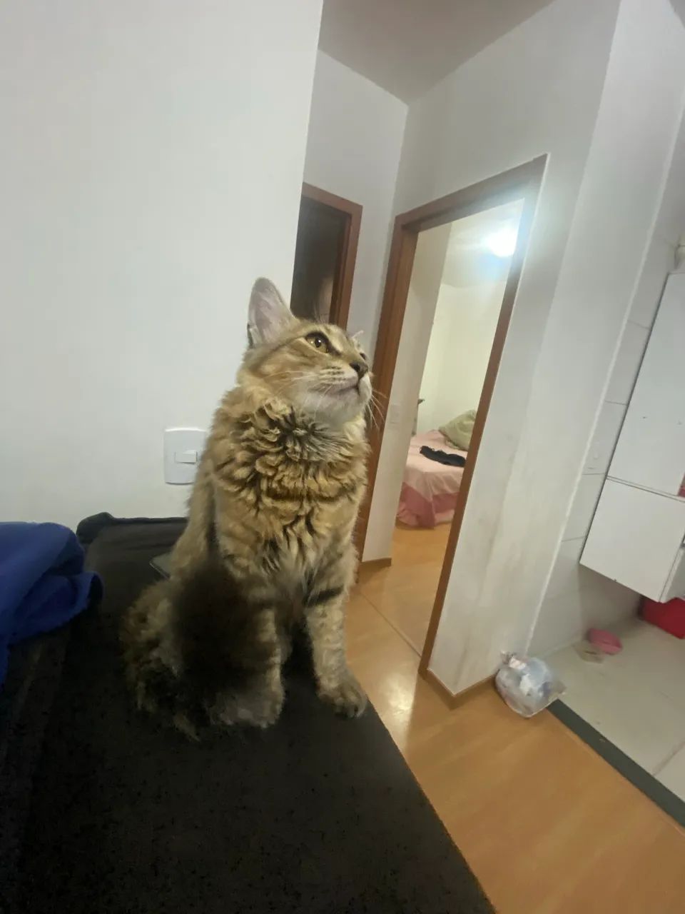 Gato - Foto 4