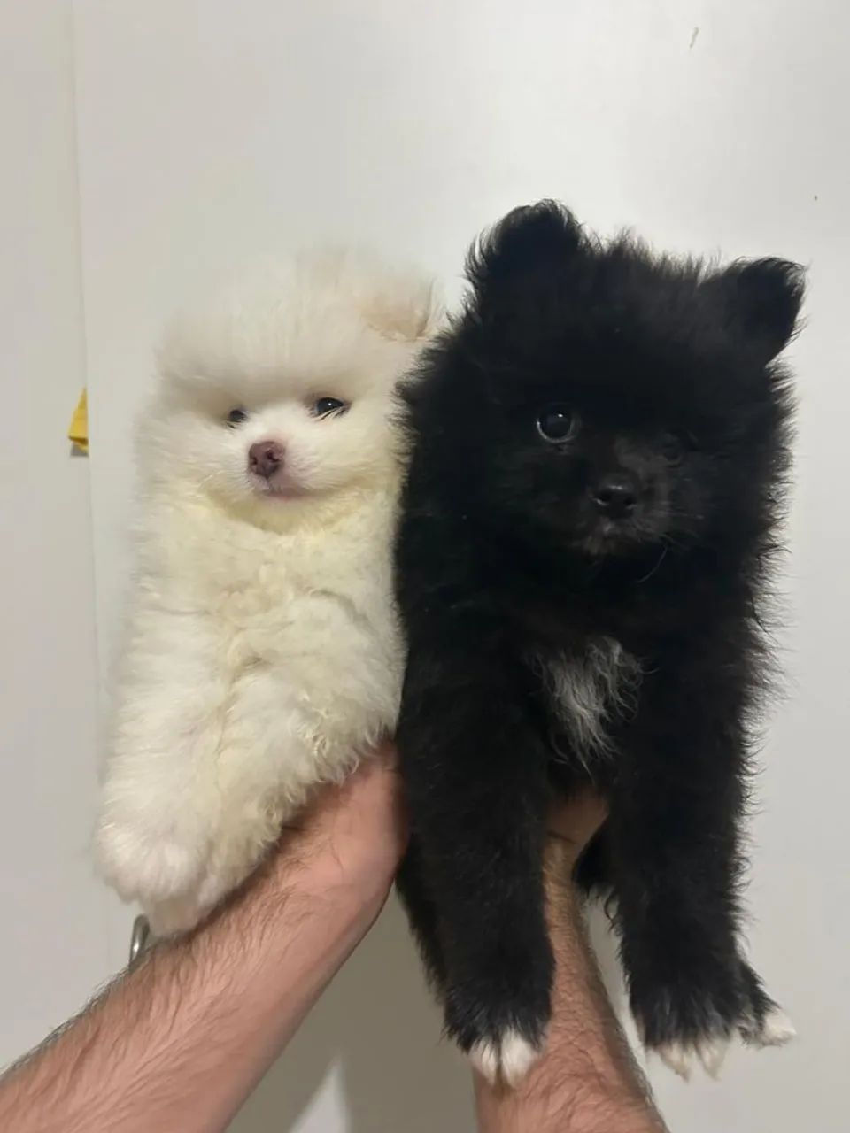 Filhotes de Spitz Alemão  - Foto 3