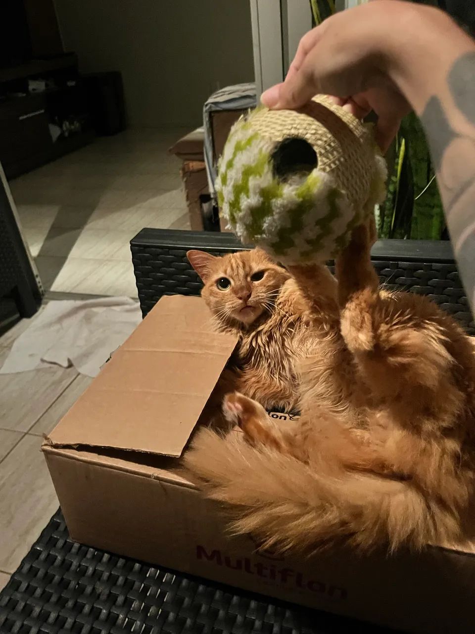 Gatinha para adoção 