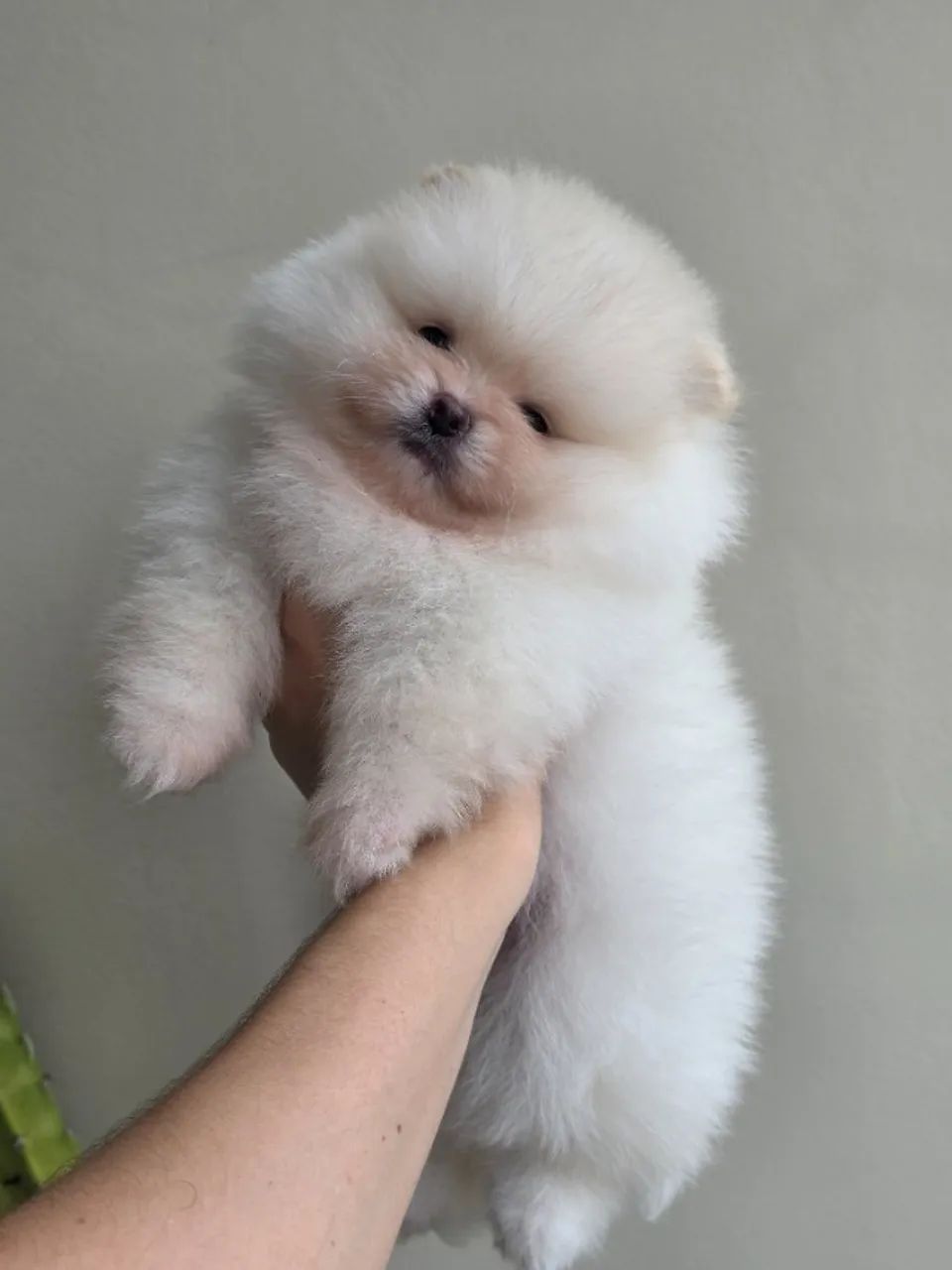 Lulu da pomerania-spitz alemão  - Foto 4