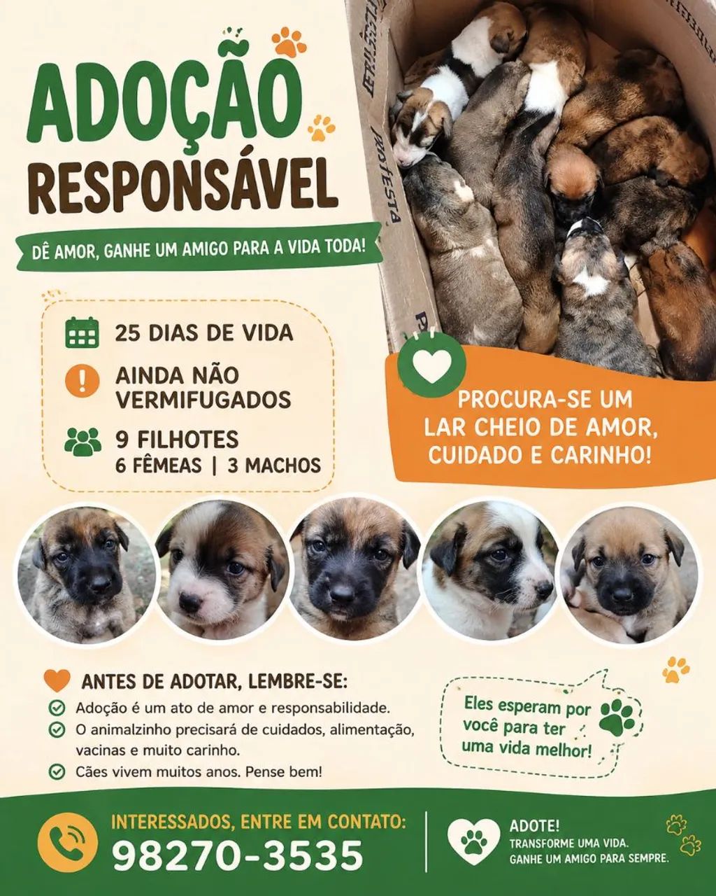 Cachorros