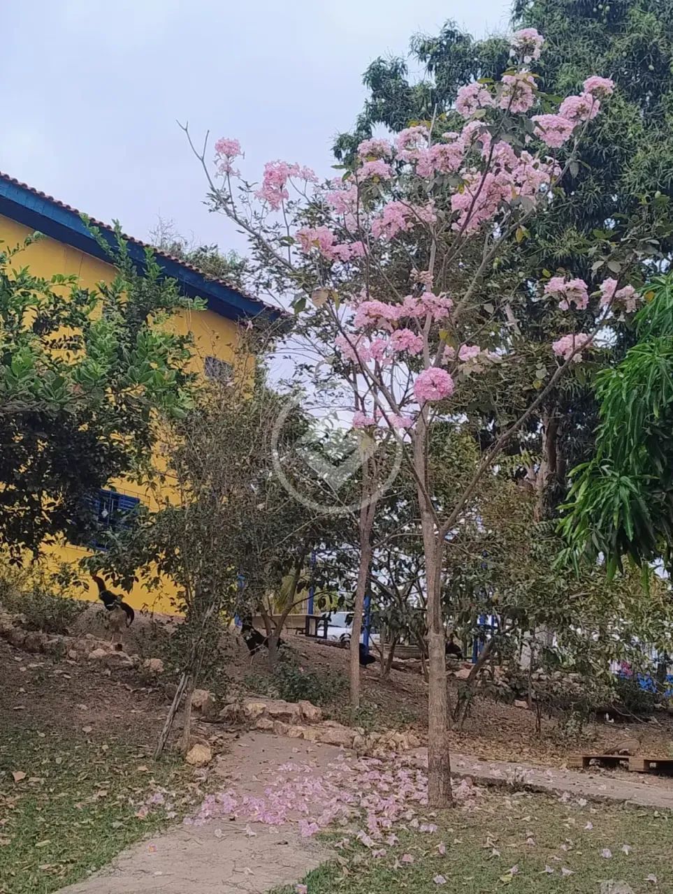 Chácara Urbana com Sobrado em Várzea Grande codigo: 362382 - Foto 3