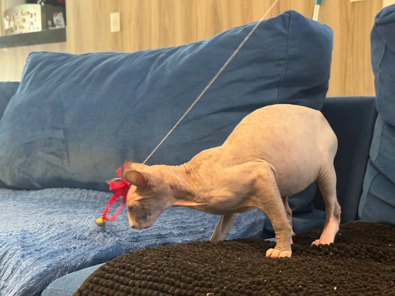 Vendo gato Sphynx Elf - Foto 5