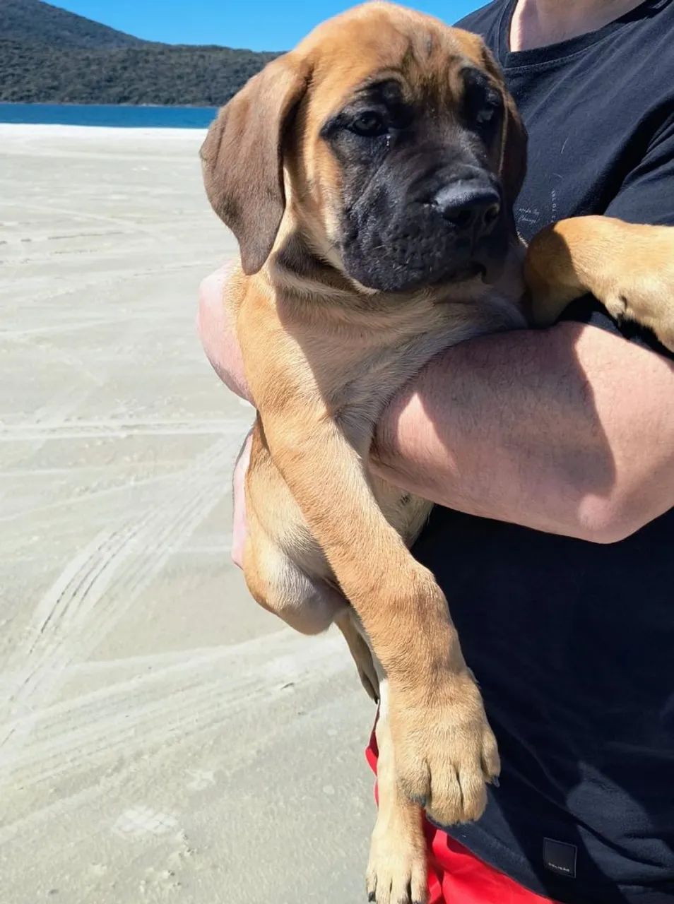 Filhotes de cane corso com pedigree  - Foto 5