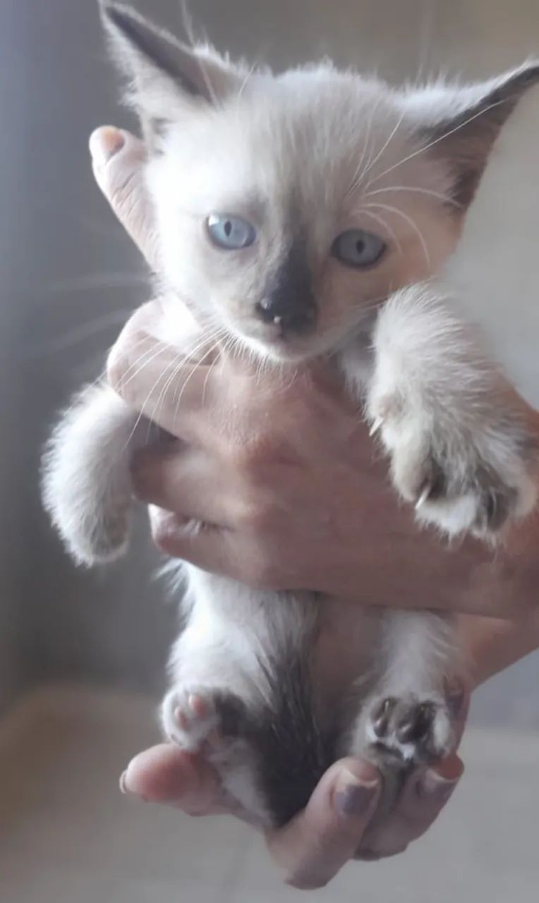 Gatinho fêmea 