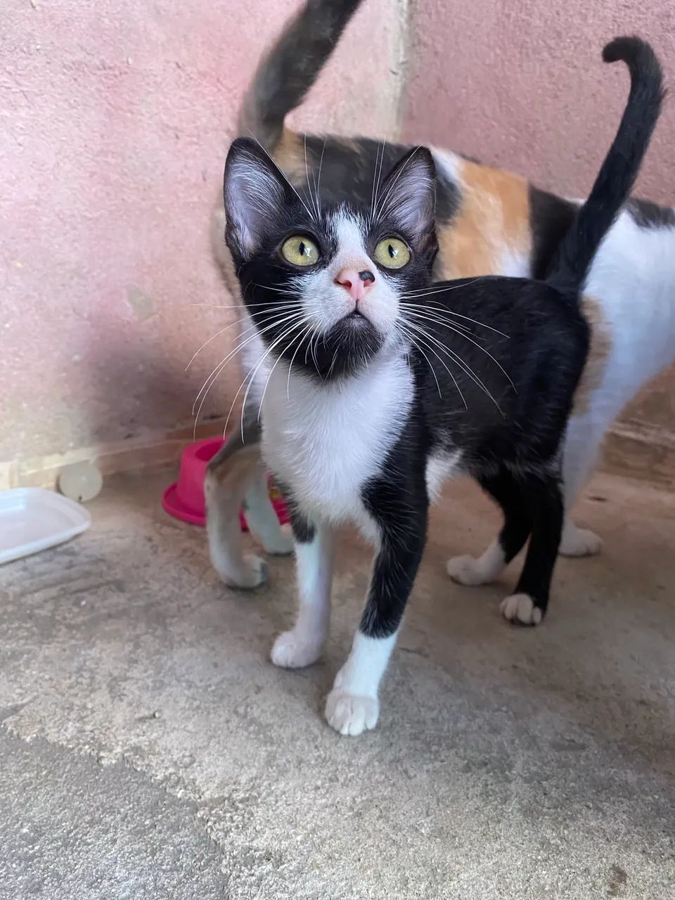 Gatinho macho pra adoção  - Foto 2
