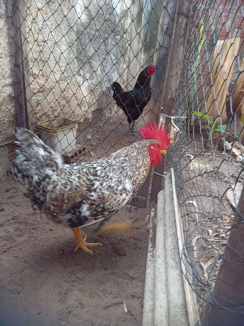 Vendo esses lindos Galos - Foto 2