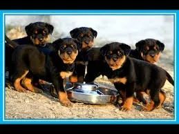 Rottweiler "Força com equilíbrio."