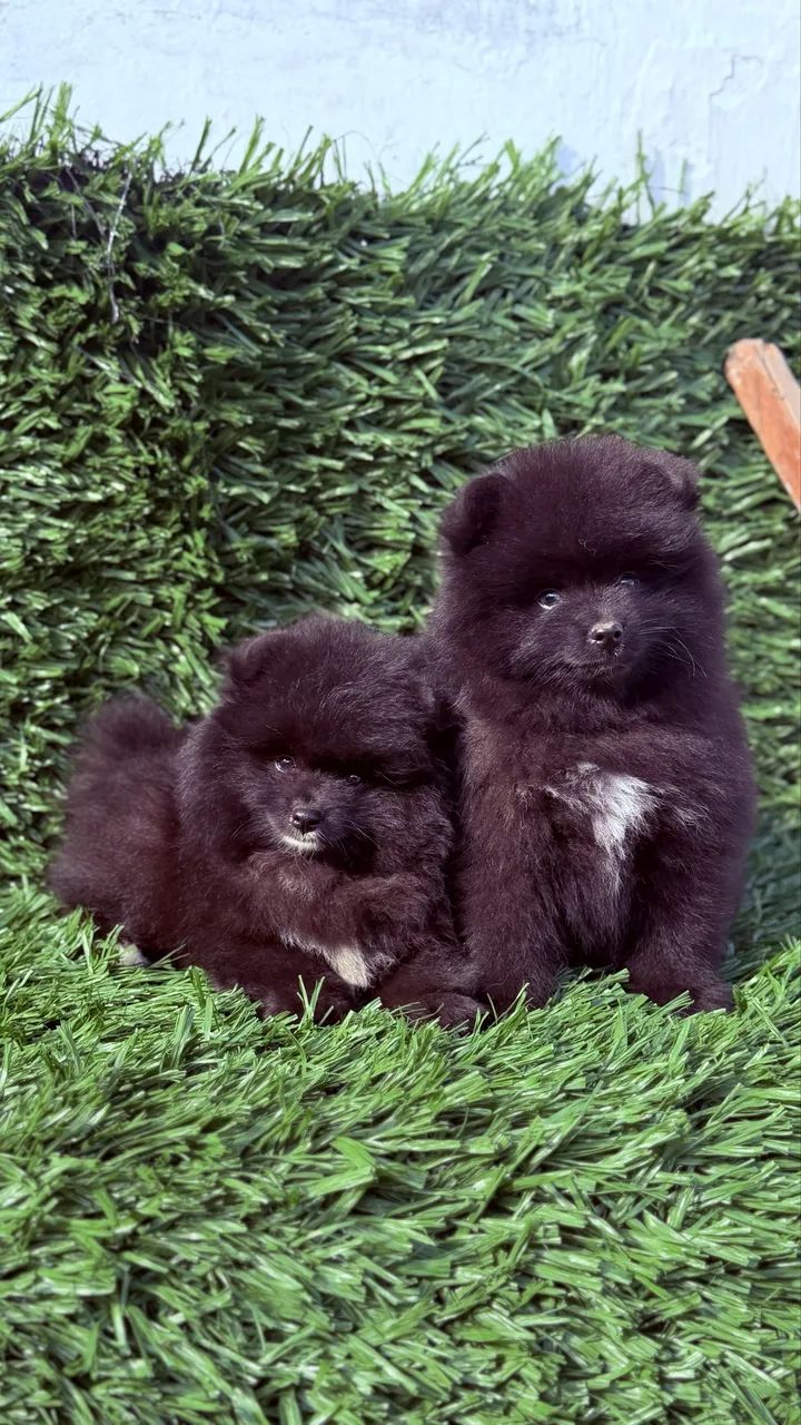 Pomsky 
