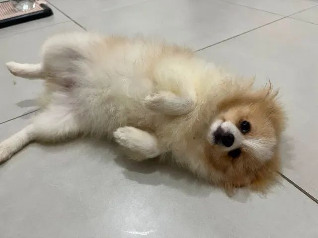 Spitz Alemão  - Foto 3