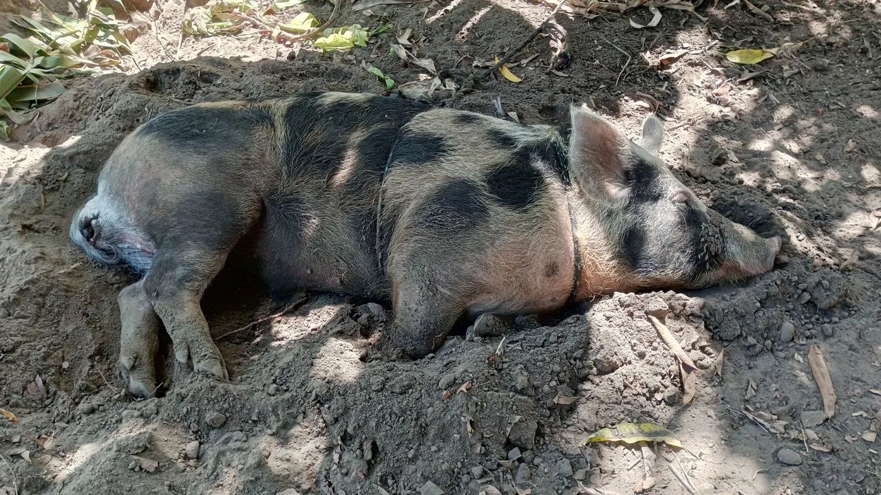 Porco - Foto 4