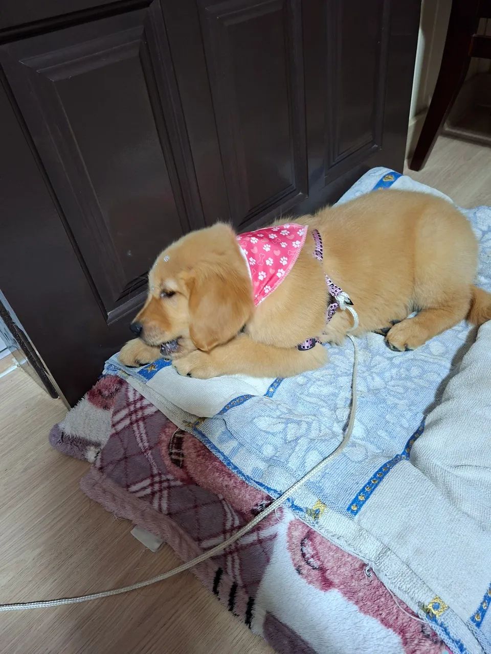 Golden cachorra - Foto 4
