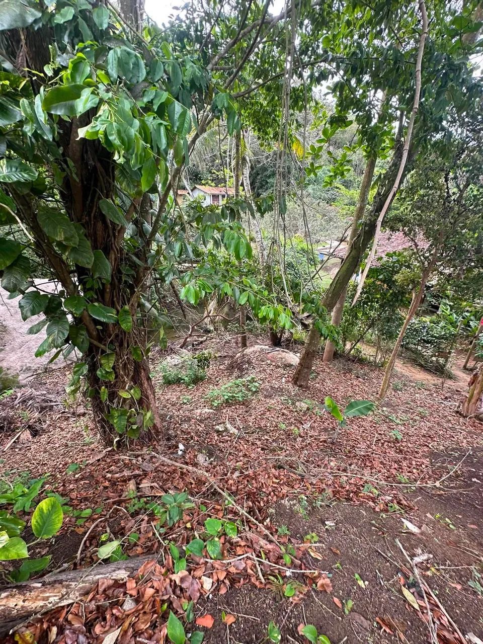 Terreno Saco do mamanguá  - Foto 3