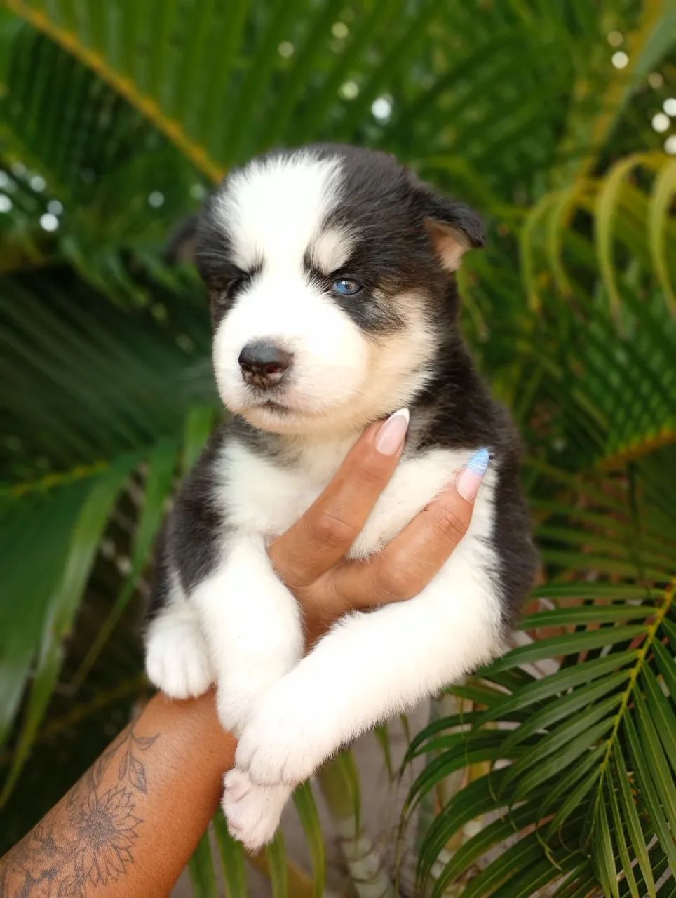 Husky siberiano filhote  - Foto 3