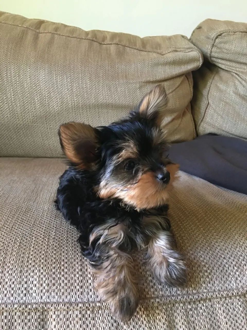 Yorkshire Terrier charmoso 