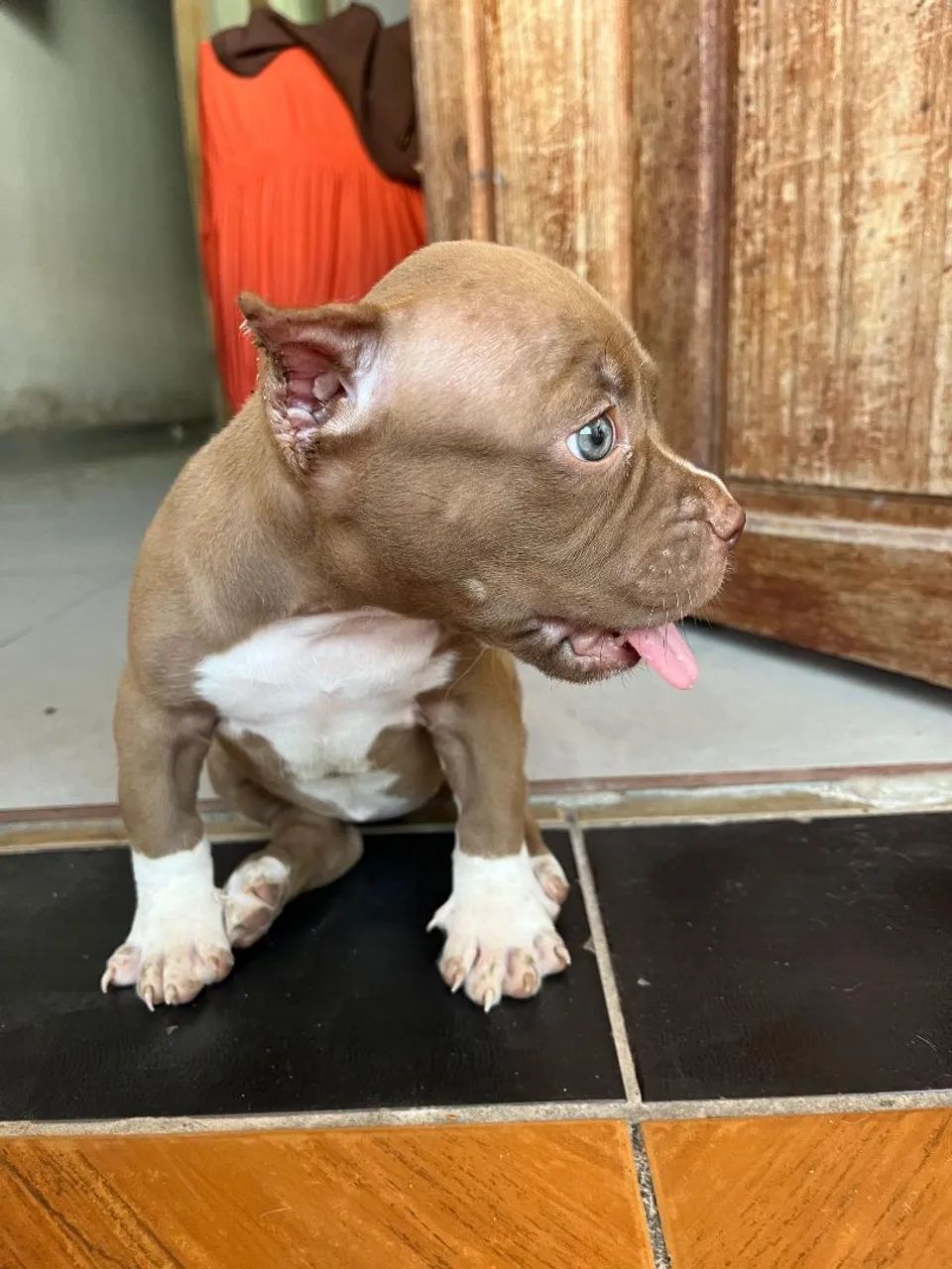 PIT BULL