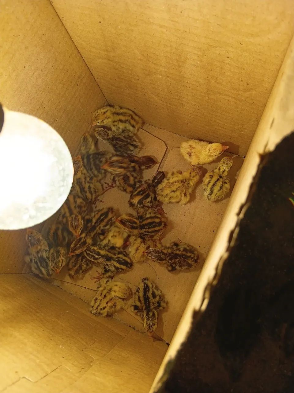 Filhotes codorna  - Foto 3