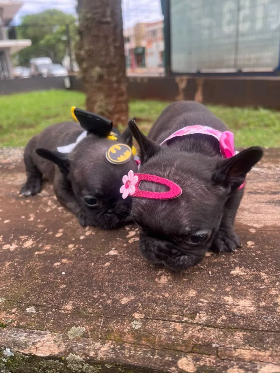 Buldogue francês  - Foto 2