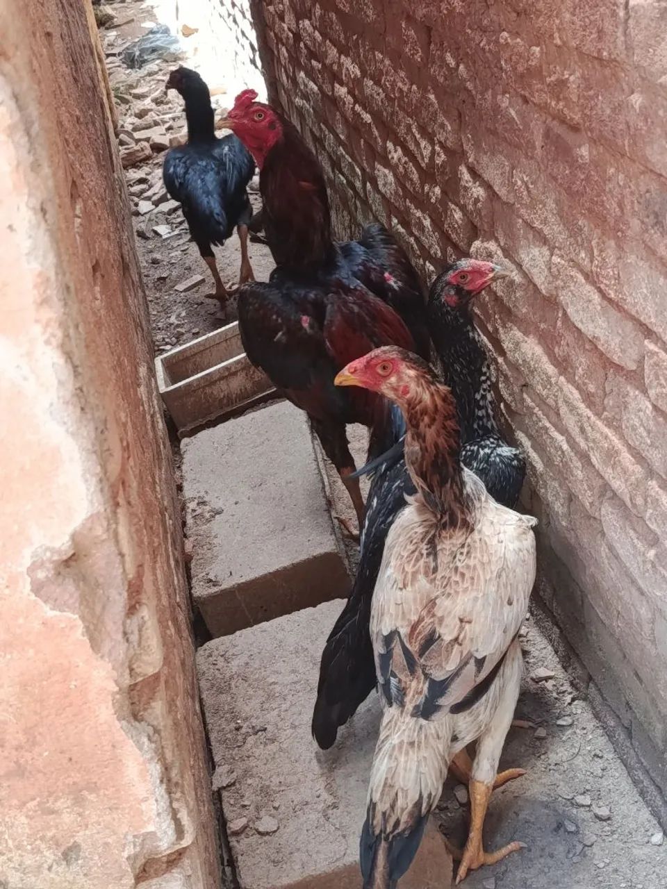 Galo índio e galinhas índia  - Foto 3