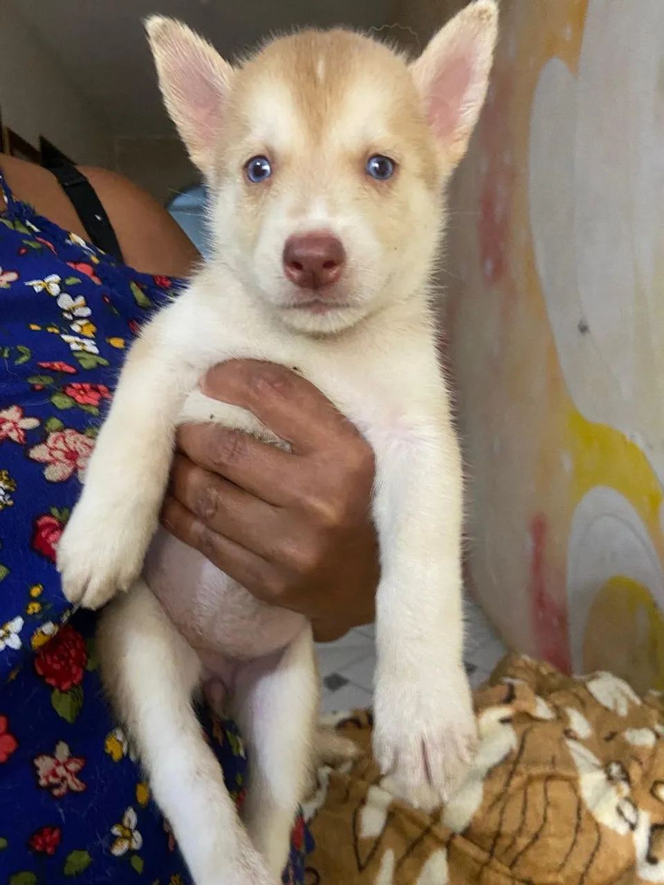 Filhotes de husky cm Akita  - Foto 2