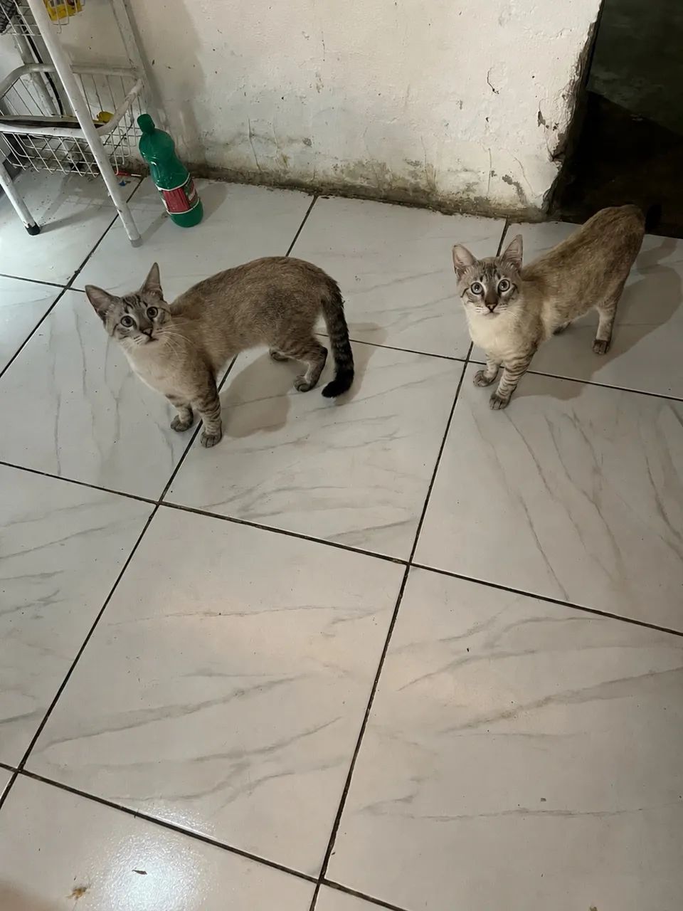 Animais