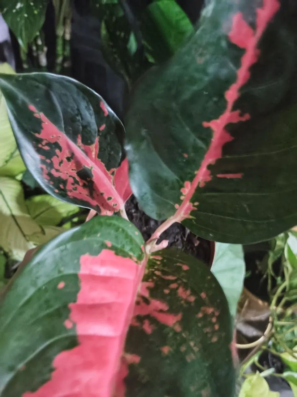 Vendo aglaonema  - Foto 4