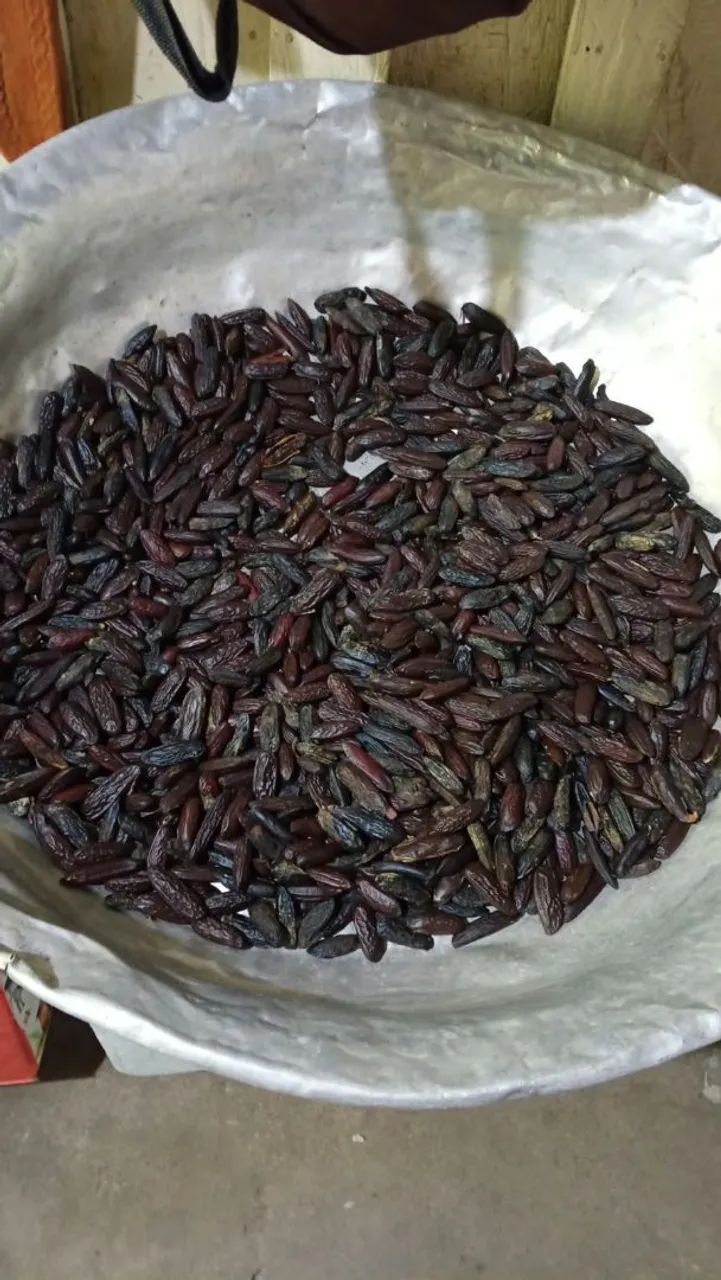 Compro semente de Cumaro seca - Foto 2