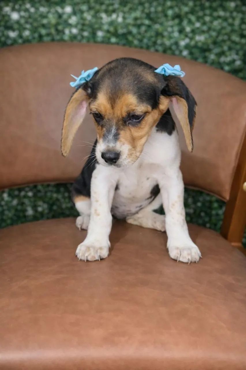 Beagles perfeitíssimo 