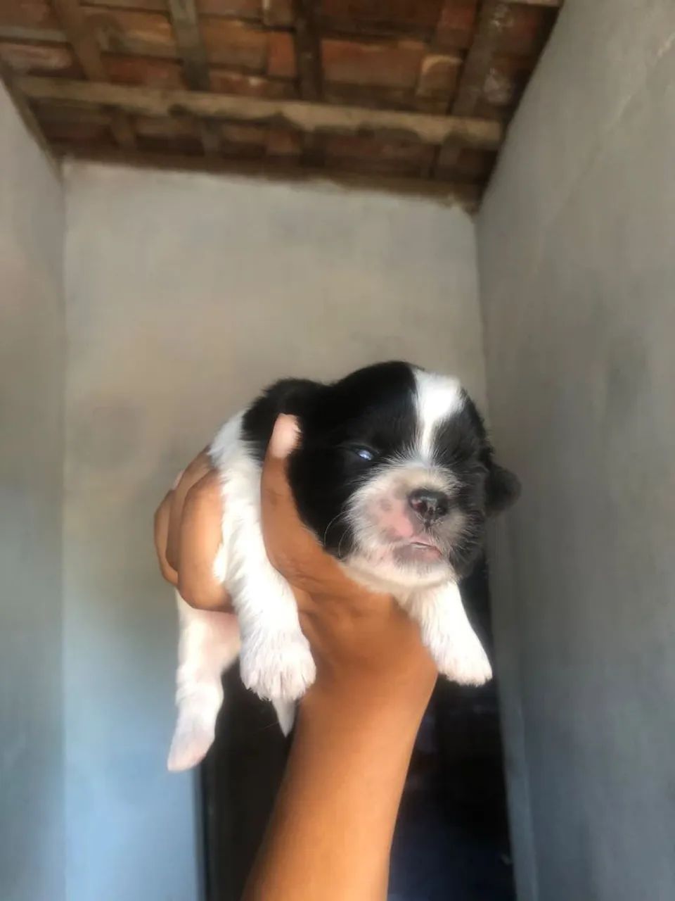 shihtzu  - Foto 5