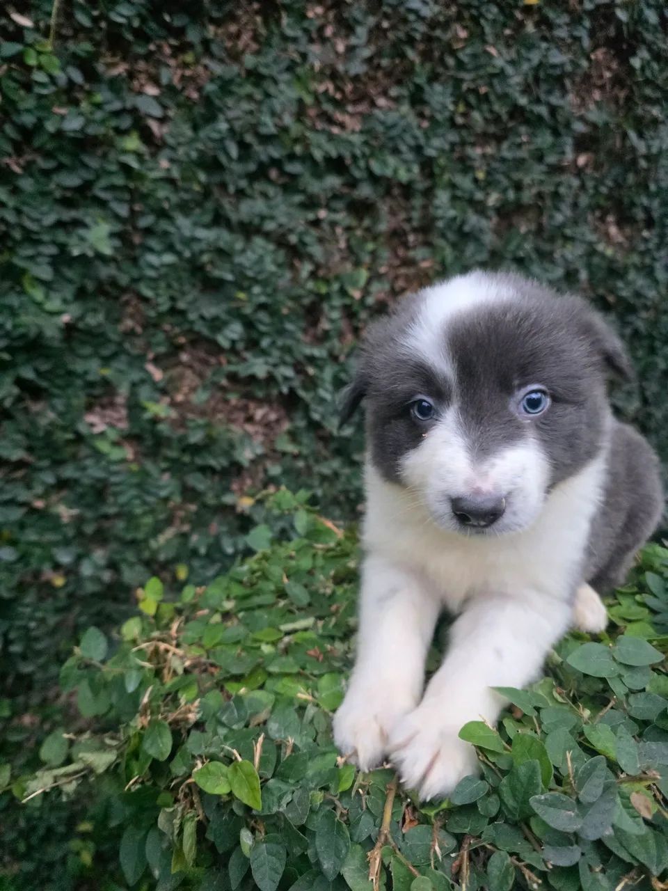Filhote de Border Collie com pedigree cbkc - Foto 3
