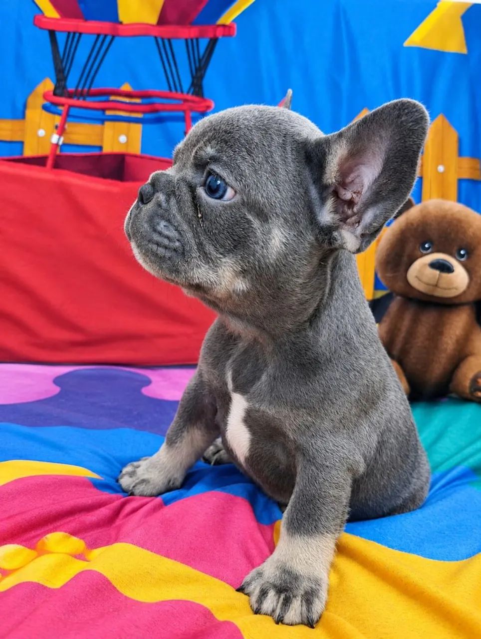 Perfeição Bulldog Francês  - Foto 3