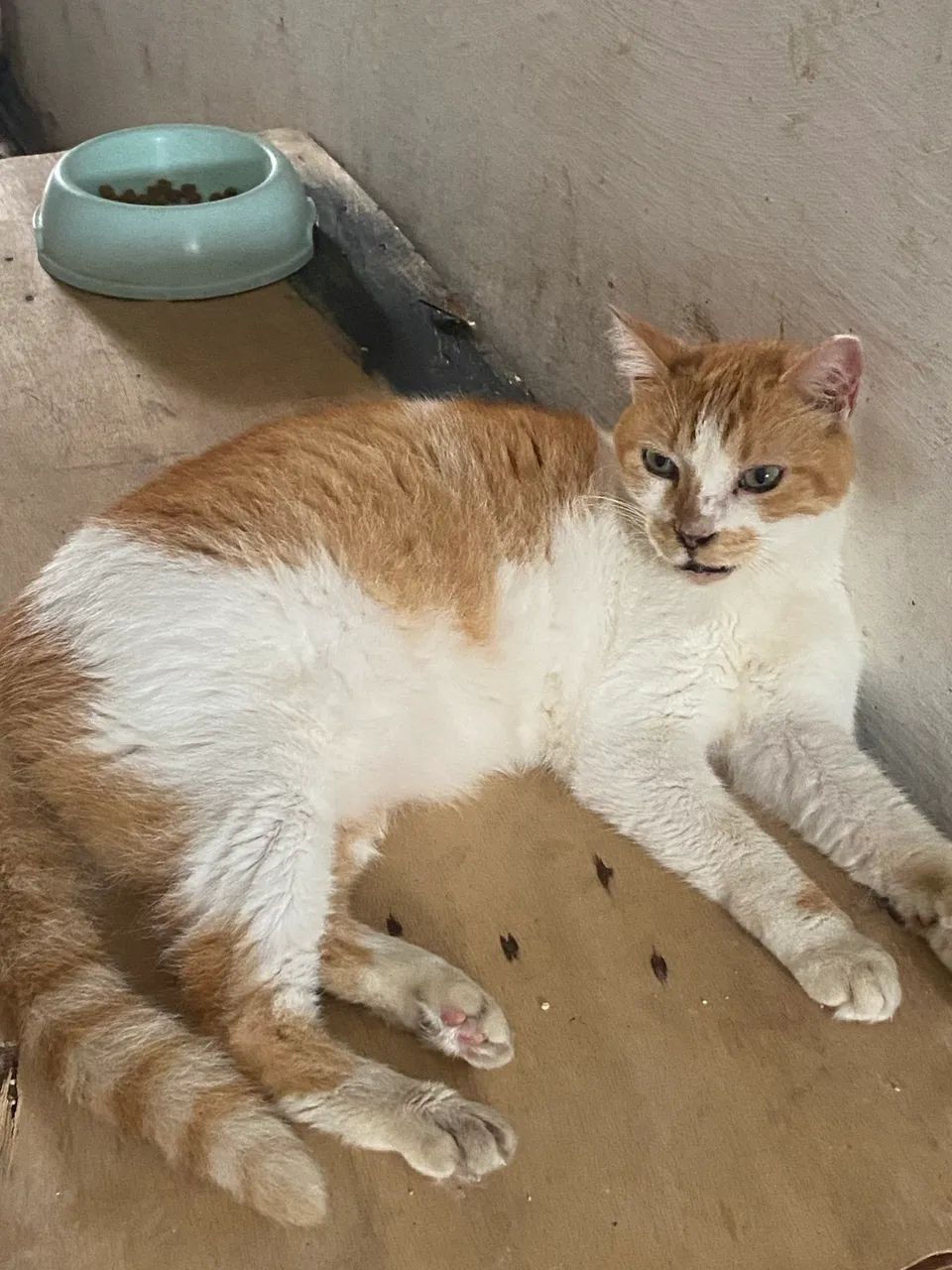 Adote um Gato