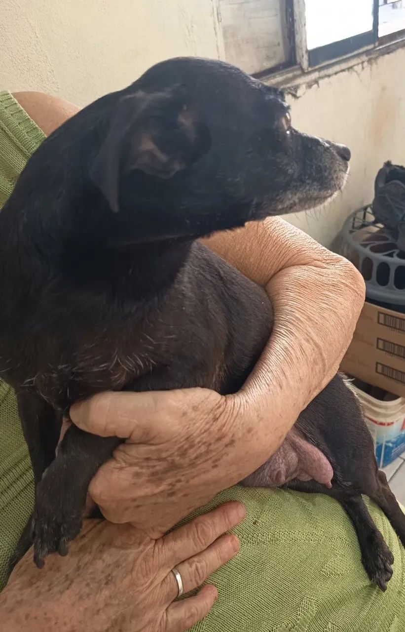 Pinscher n° 1