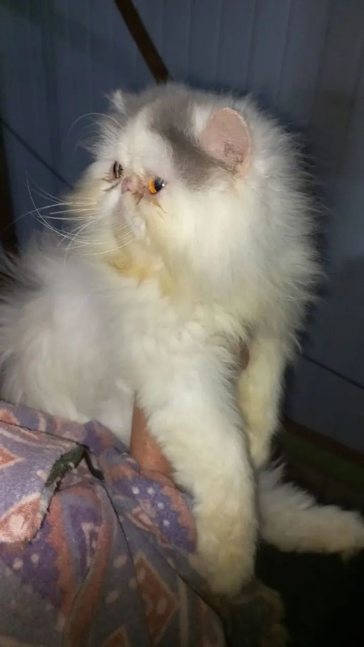 Gatinho persa  - Foto 4