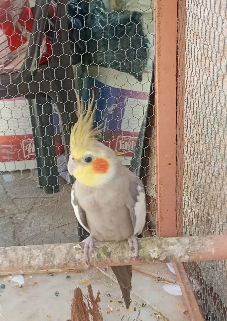 Vendo ou troco  - Foto 2