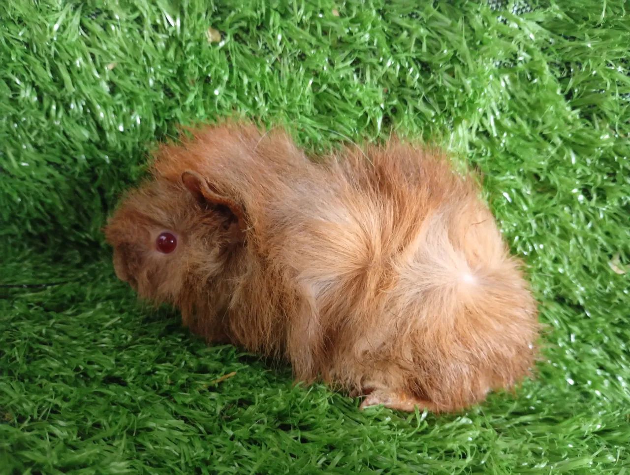 Porquinho peruano mestiço 