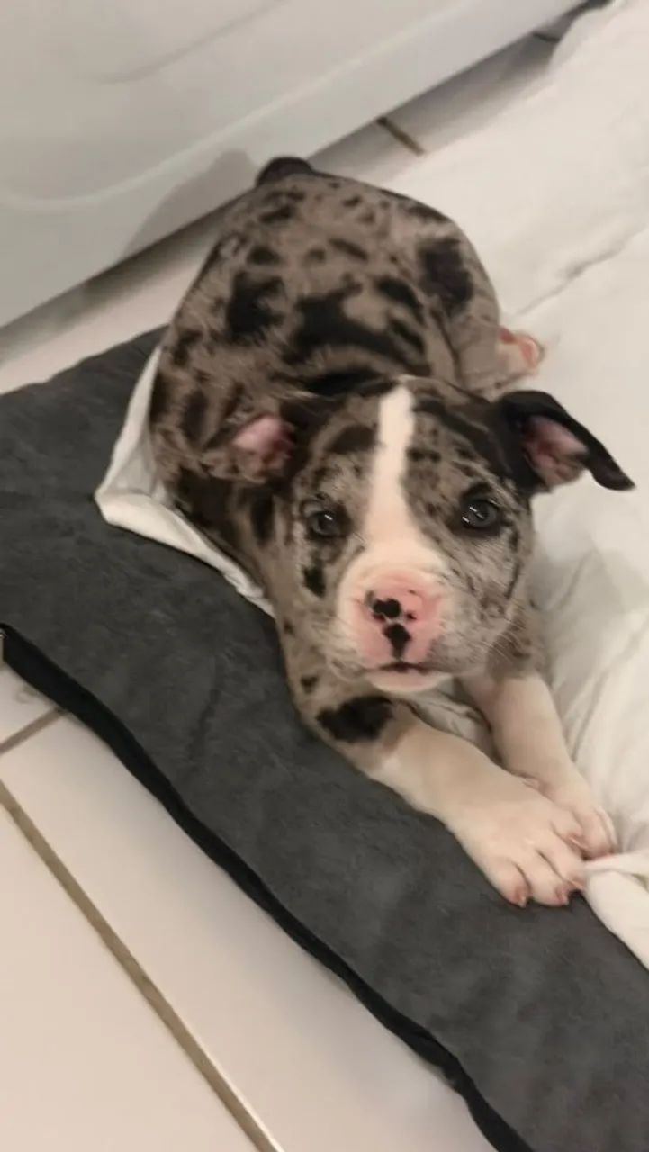 Pet Exotic Bully (Black Merle) - Foto 2