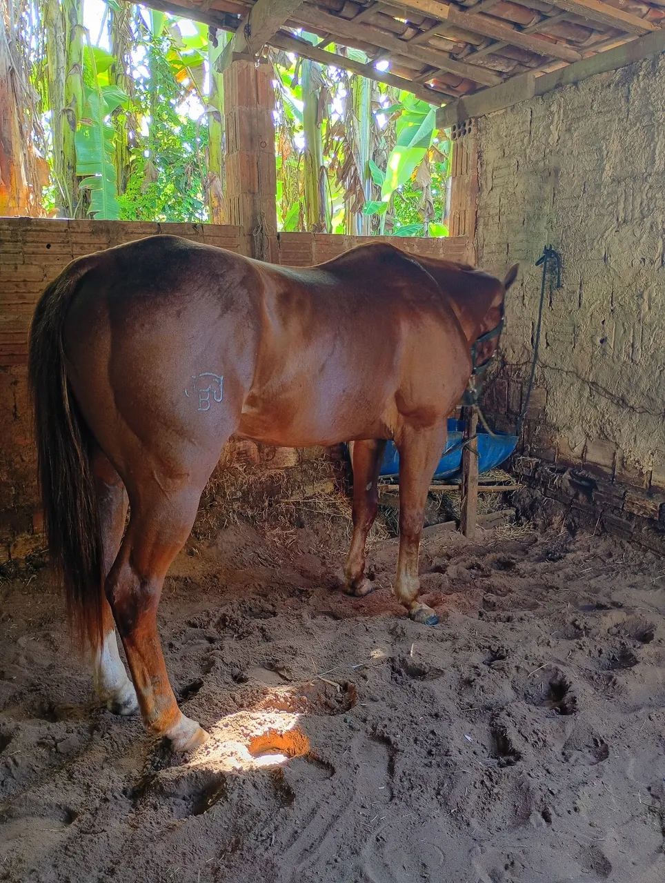 Cavalo de esteira PO - Foto 2