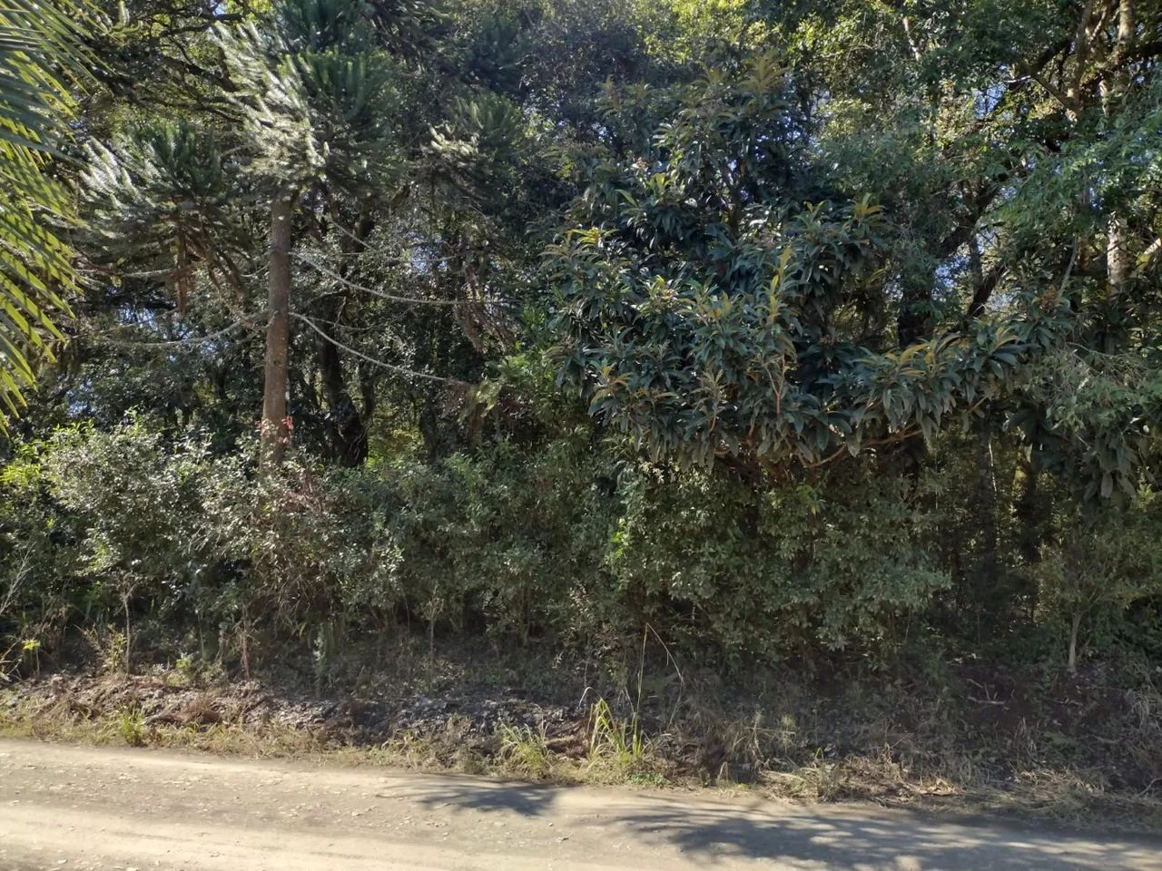 Terreno em São Mateus do Sul  - Foto 5