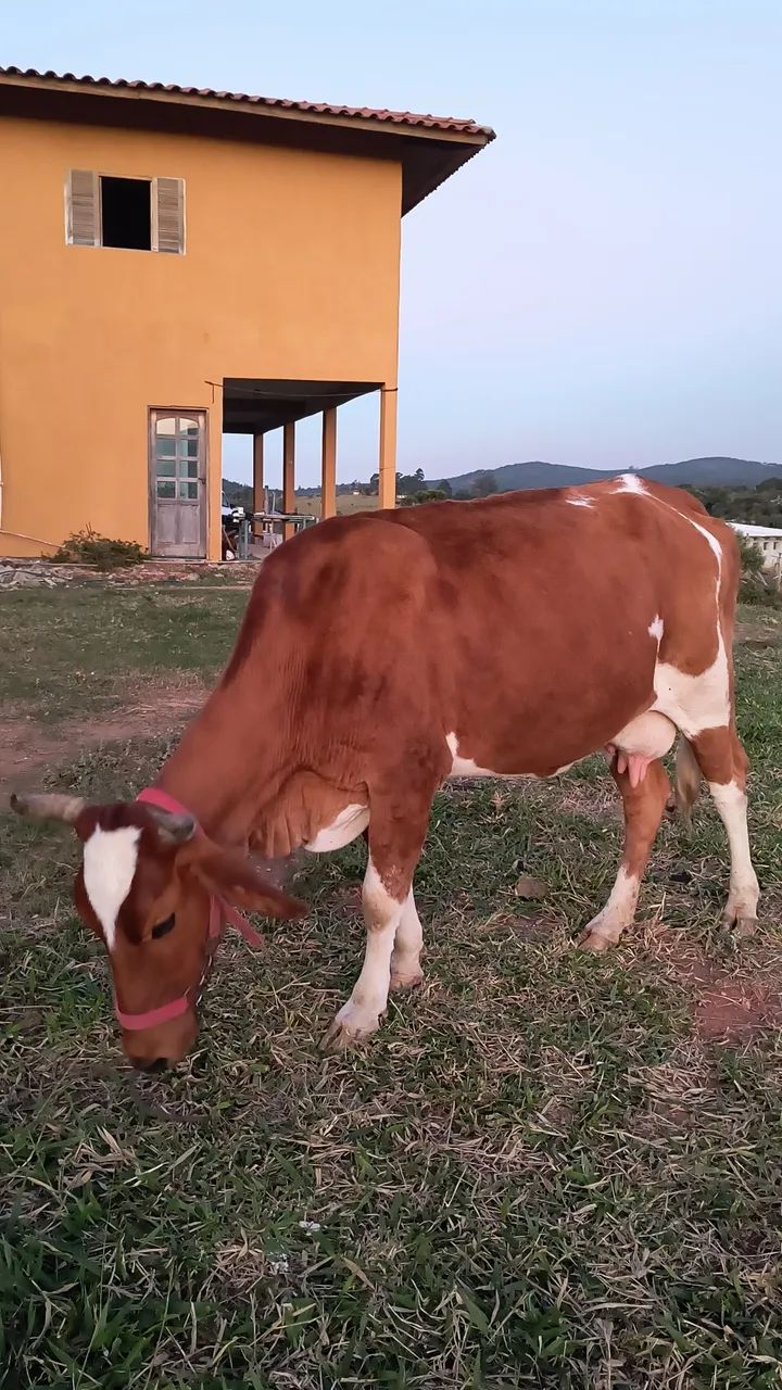 Vaca prenha